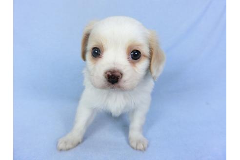 成約済の千葉県のパピヨン-93059の8枚目