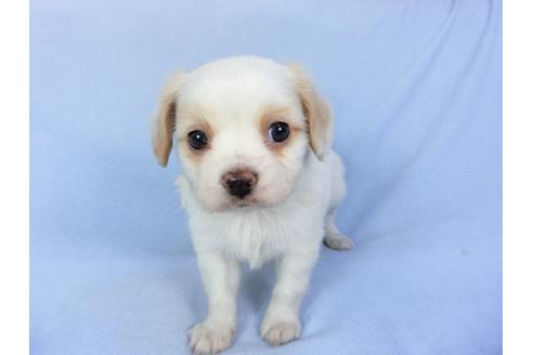 成約済の千葉県のパピヨン-93059の7枚目