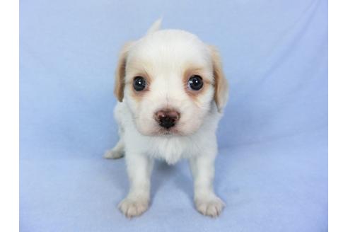 成約済の千葉県のパピヨン-93059の6枚目