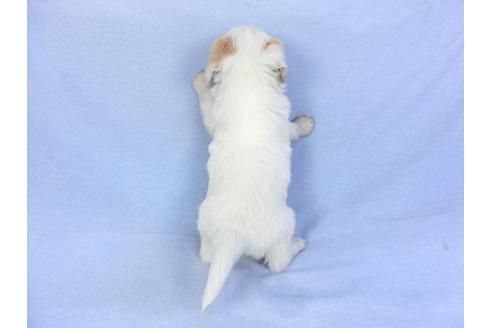 成約済の千葉県のパピヨン-93059の5枚目