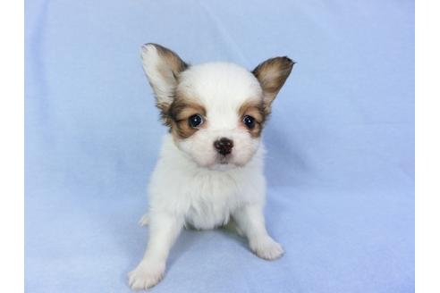 成約済の千葉県のパピヨン-93054の1枚目