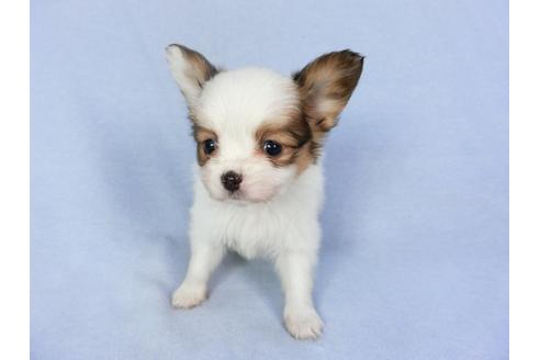 成約済の千葉県のパピヨン-93054の3枚目