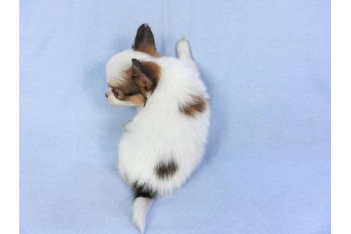 成約済の千葉県のパピヨン-93054の2枚目