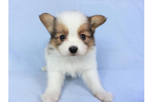 成約済の千葉県のパピヨン-93052の1枚目