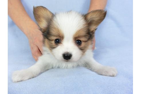 成約済の千葉県のパピヨン-93052の4枚目