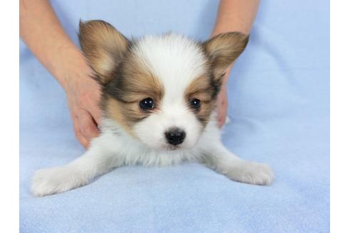 成約済の千葉県のパピヨン-93052の3枚目