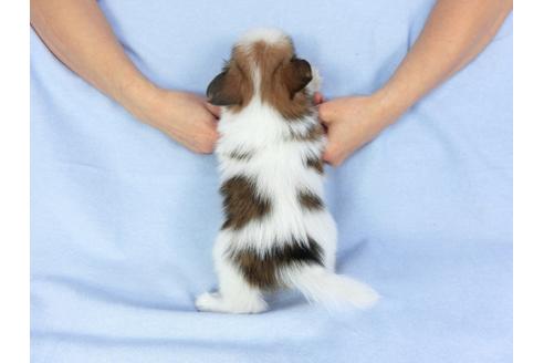 成約済の千葉県のパピヨン-93052の2枚目