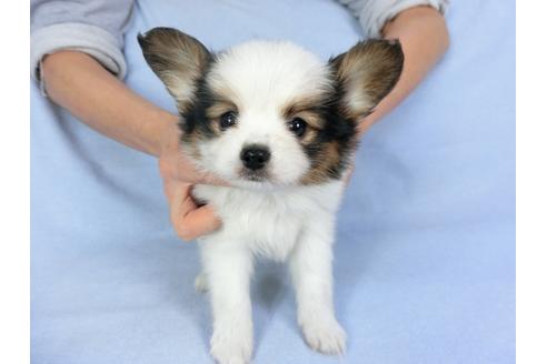 成約済の千葉県のパピヨン-93051の1枚目