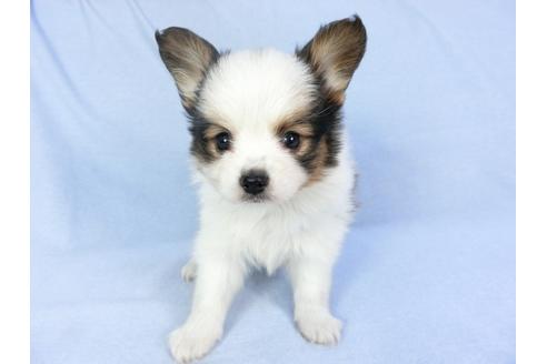 成約済の千葉県のパピヨン-93051の4枚目