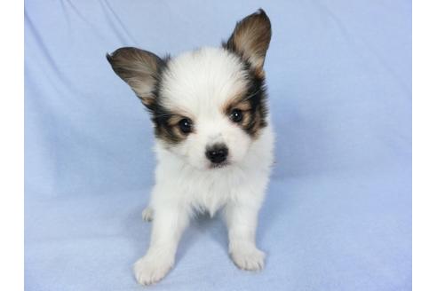 成約済の千葉県のパピヨン-93051の3枚目