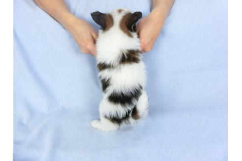 成約済の千葉県のパピヨン-93051の2枚目