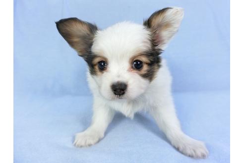 成約済の千葉県のパピヨン-93040の1枚目