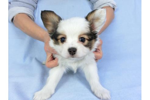 成約済の千葉県のパピヨン-93040の4枚目