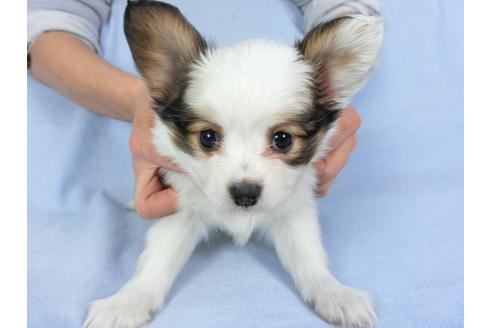 成約済の千葉県のパピヨン-93040の3枚目