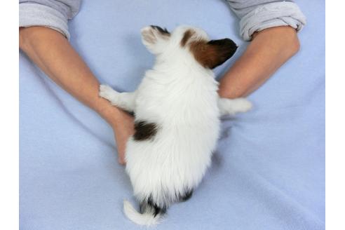 成約済の千葉県のパピヨン-93040の2枚目