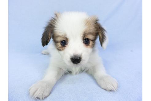 成約済の千葉県のパピヨン-93020の1枚目