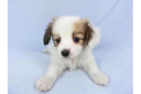 成約済の千葉県のパピヨン-93020の4枚目