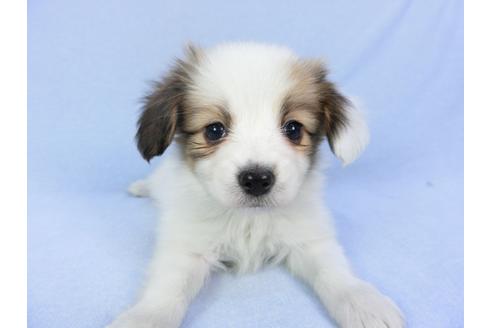 成約済の千葉県のパピヨン-93020の3枚目