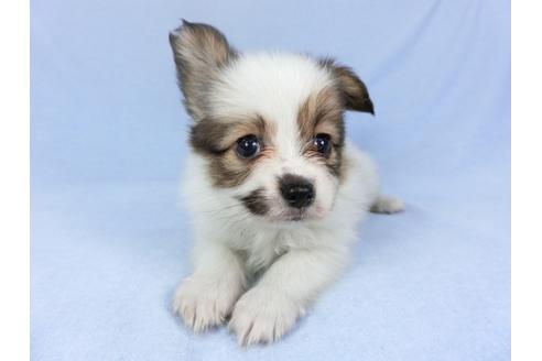 成約済の千葉県のパピヨン-93019の12枚目