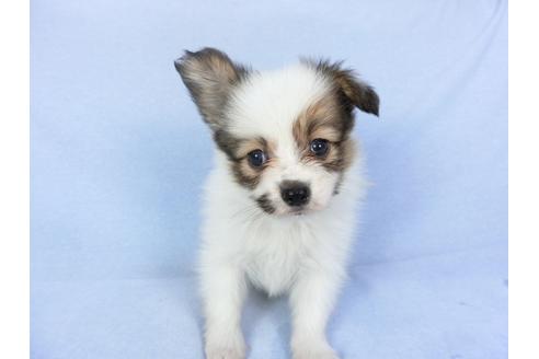 成約済の千葉県のパピヨン-93019の11枚目