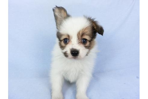 成約済の千葉県のパピヨン-93019の10枚目