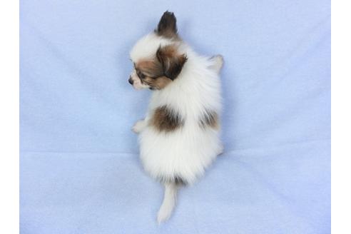 成約済の千葉県のパピヨン-93019の9枚目