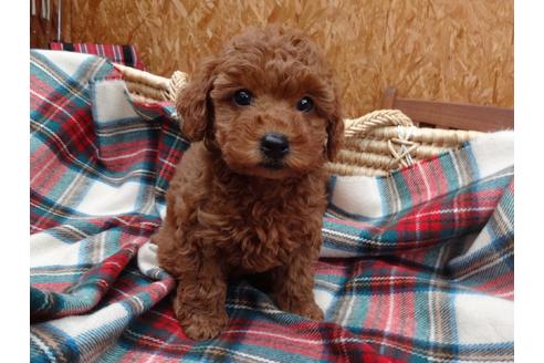 子犬