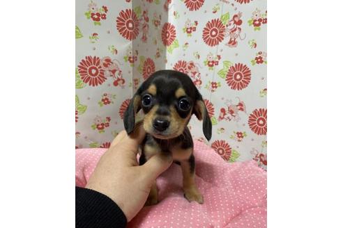 成約済の愛知県のチワックス:チワワ×ミニチュアダックスフンド-94063