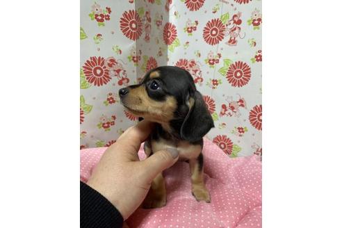 成約済の愛知県のチワックス:チワワ×ミニチュアダックスフンド-94063の3枚目