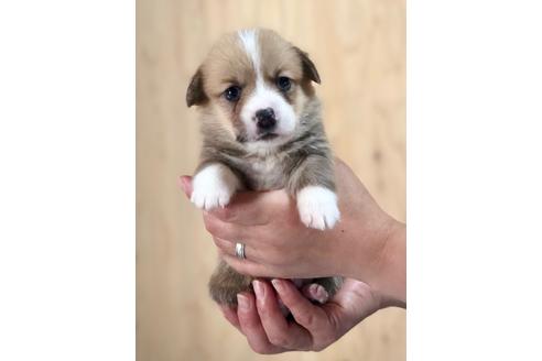 成約済の埼玉県のウェルシュコーギーペンブローク-93912の1枚目