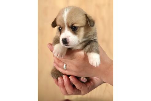 成約済の埼玉県のウェルシュコーギーペンブローク-93912の5枚目