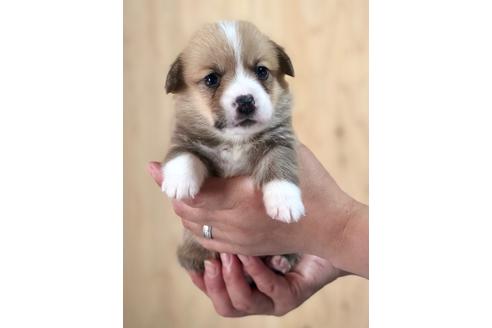 成約済の埼玉県のウェルシュコーギーペンブローク-93912の4枚目