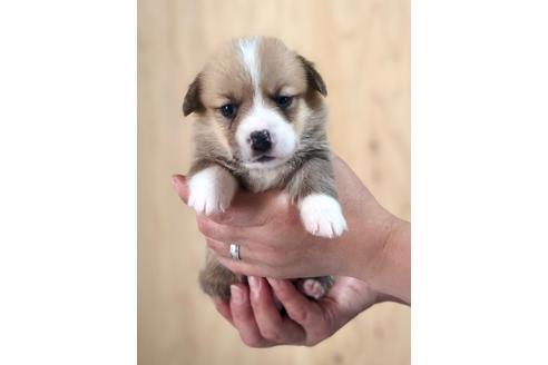 成約済の埼玉県のウェルシュコーギーペンブローク-93912の3枚目