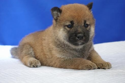 成約済の愛知県の柴犬-93601の1枚目