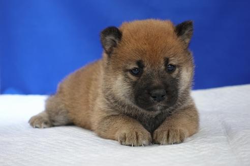 成約済の愛知県の柴犬-93601の5枚目