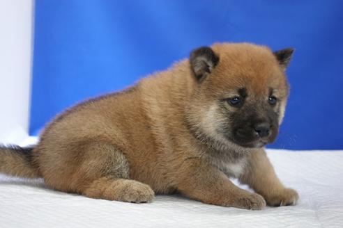 成約済の愛知県の柴犬-93601の3枚目