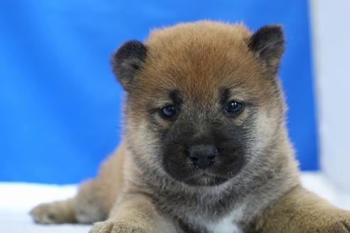 成約済の愛知県の柴犬-93601の2枚目