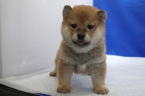 成約済の愛知県の柴犬-93602の1枚目