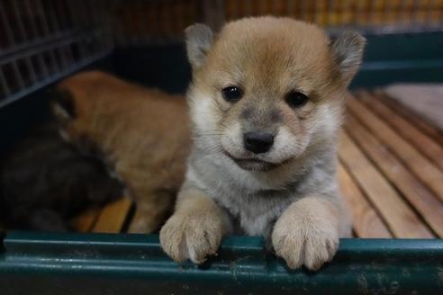 成約済の愛知県の柴犬-93602の5枚目