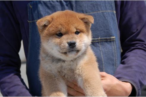 成約済の埼玉県の柴犬-94114の1枚目