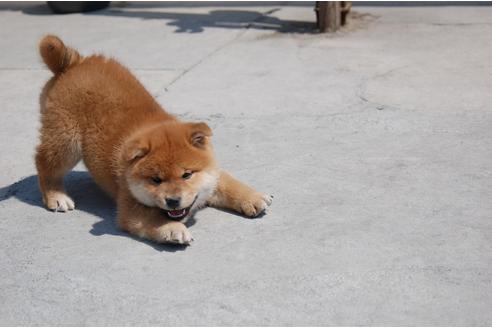 成約済の埼玉県の柴犬-94114の6枚目