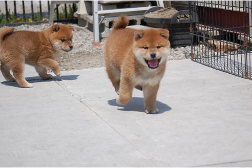 成約済の埼玉県の柴犬-94114の4枚目
