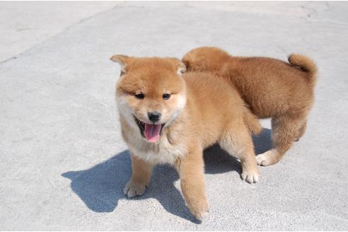 成約済の埼玉県の柴犬-94114の2枚目