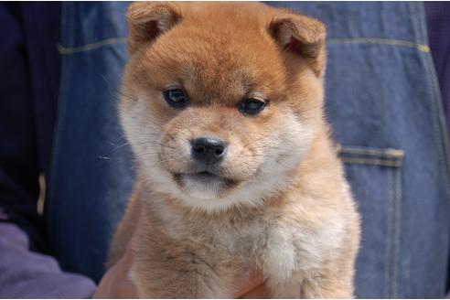 成約済の埼玉県の柴犬-94115の1枚目