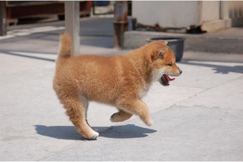 成約済の埼玉県の柴犬-94115の6枚目