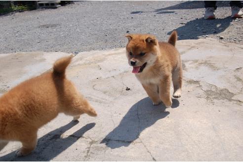成約済の埼玉県の柴犬-94115の4枚目
