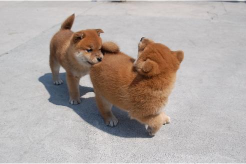 成約済の埼玉県の柴犬-94115の3枚目