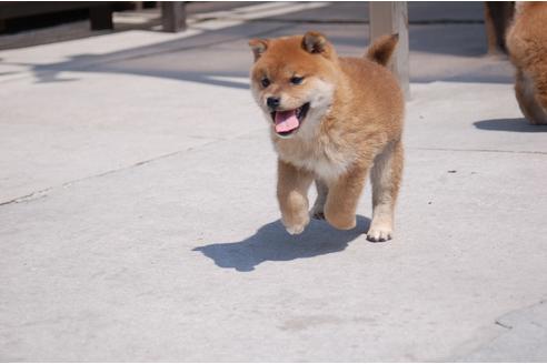 成約済の埼玉県の柴犬-94115の2枚目