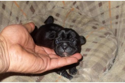兵庫県のミックス犬 男の子 04 05生まれ ブラック フレンチブルドッグとパグ 子犬id ブリーダーナビ