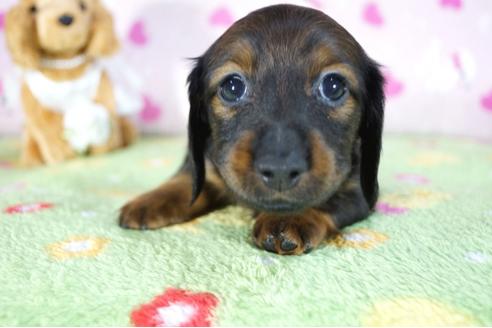 成約済の兵庫県のカニンヘンダックスフンド(ロングヘアード)-94138の6枚目